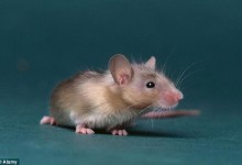 科学家培养出含有人类脑细胞的聪明老鼠